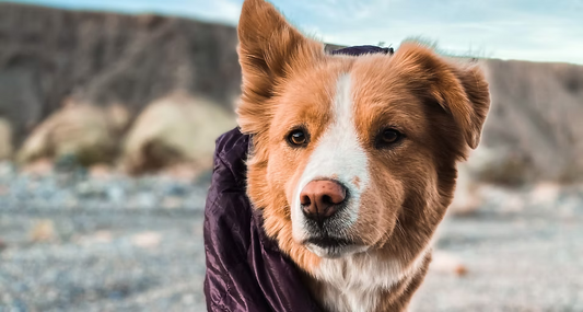 Hanalei, a dog who has had her nervous system healed.