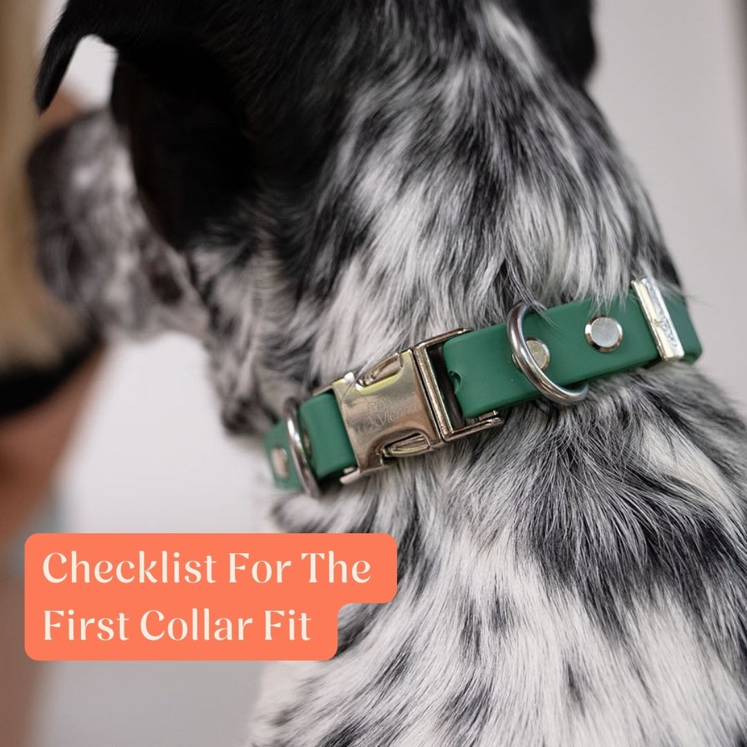 Back and white dog with green collar