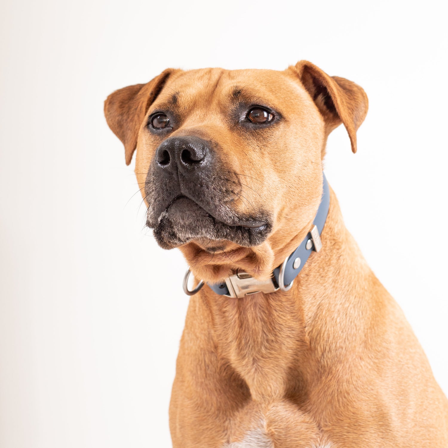 Dog wearing blue waterproof dog collar