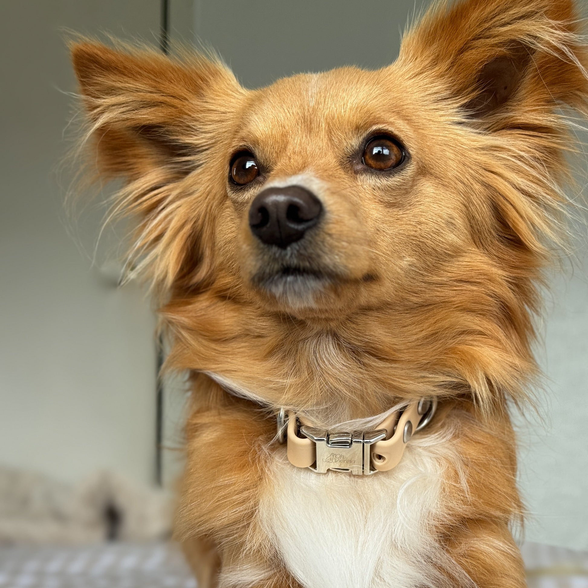 Brown small dog in tan waterproof collar