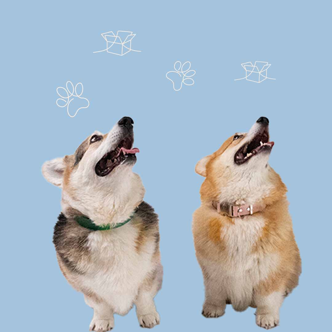 Two corgis wearing a green Oh Vienna collar, tongues out, standing against a blue background.