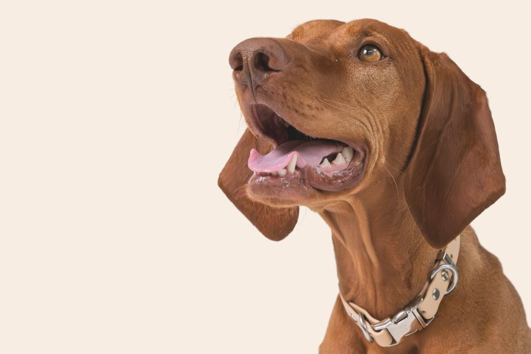 Brown dog with alight tan collar on a beige background