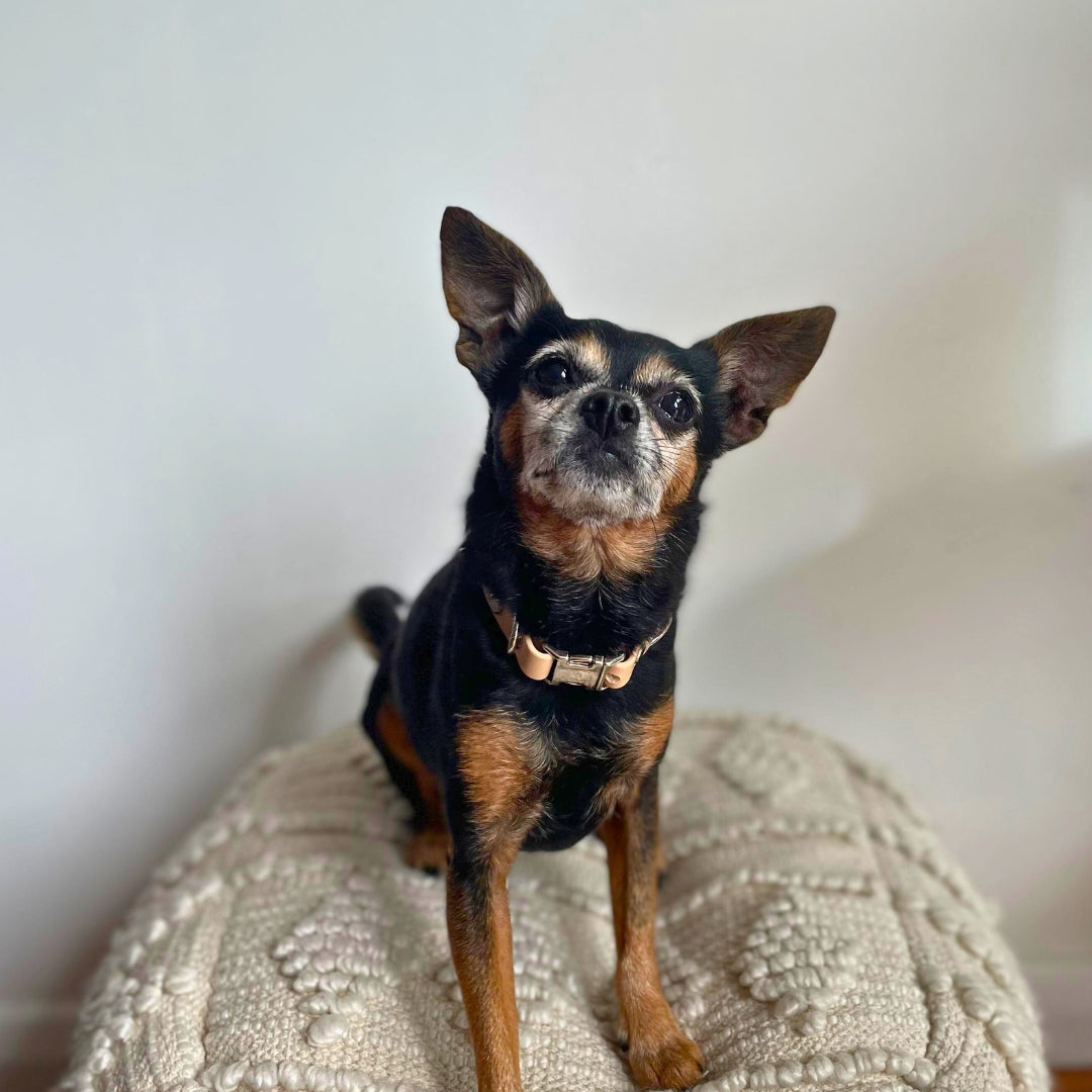 Small black and brown dog wearing light tan collar sitting on a textured surface with a neutral background