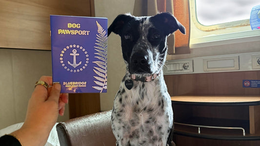 Taking your dog on the Bluebridge Ferry: what actually happens + what to pack