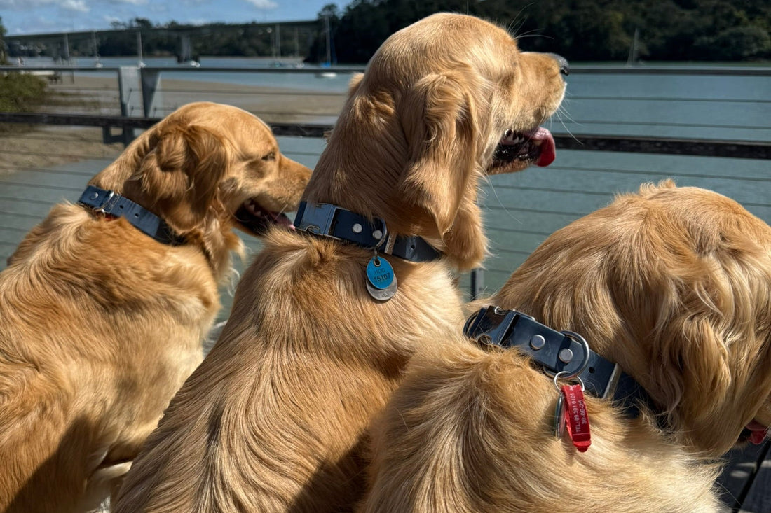 Three Dogs in Oh Vienna Waterproof Dog Collars