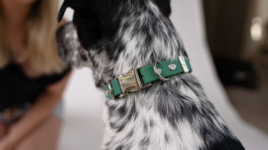 Black and White Dog with green collar and blurred background