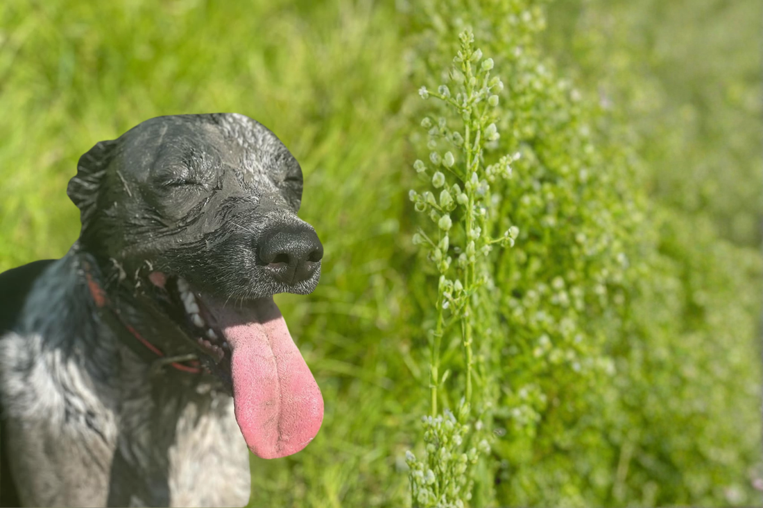 Muddy dog in waterproof collar