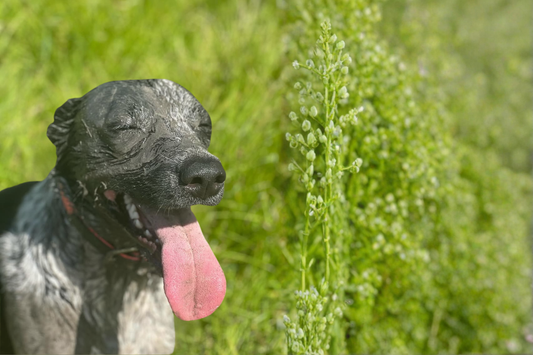 Muddy dog in waterproof collar