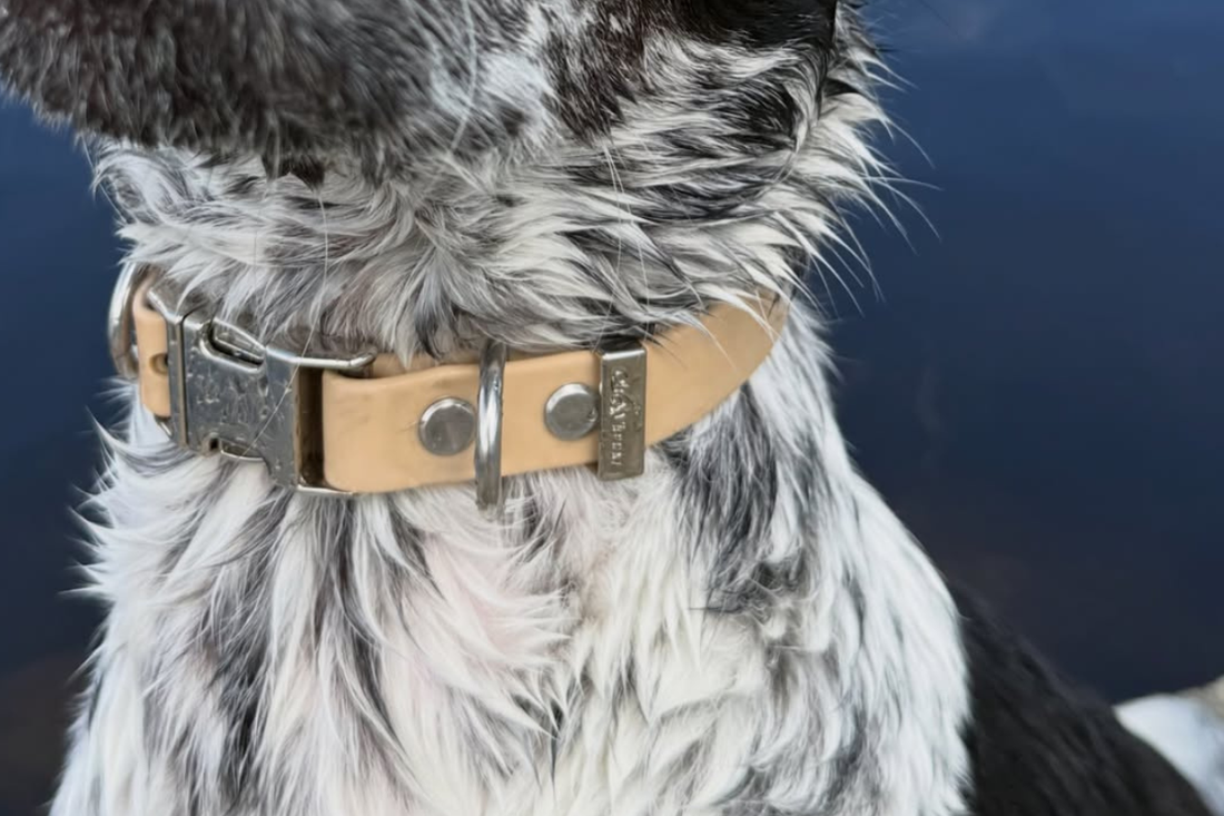 Why dog collar hardware matters more than you think