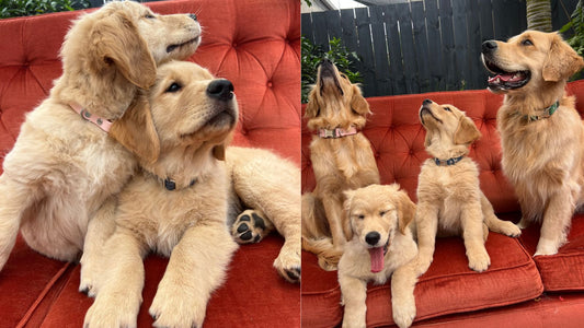 A family of golden retriever puppies looking happy on a red couch.