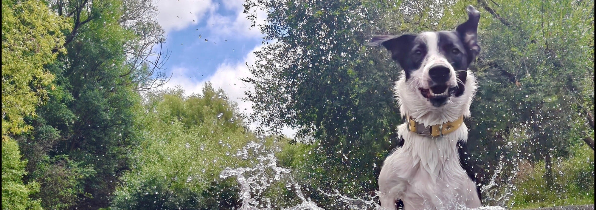 Dog wearing oh vienna waterproof collar