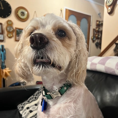 Medium Dog Wearing Green Waterproof Collar