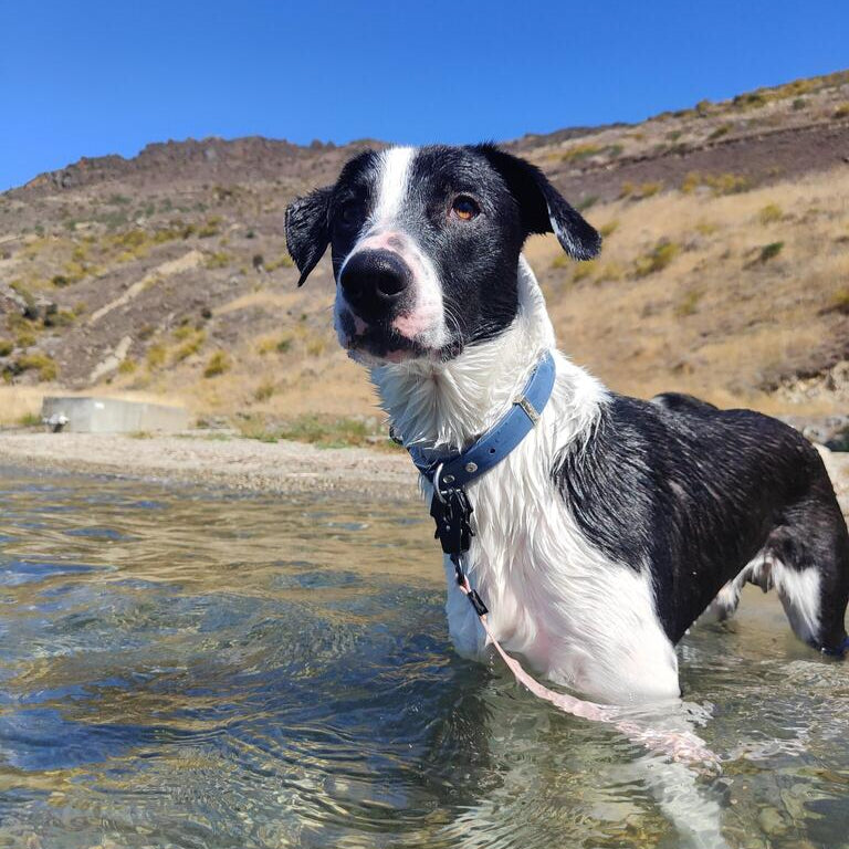 Black and white dog swimming in waterproof collar