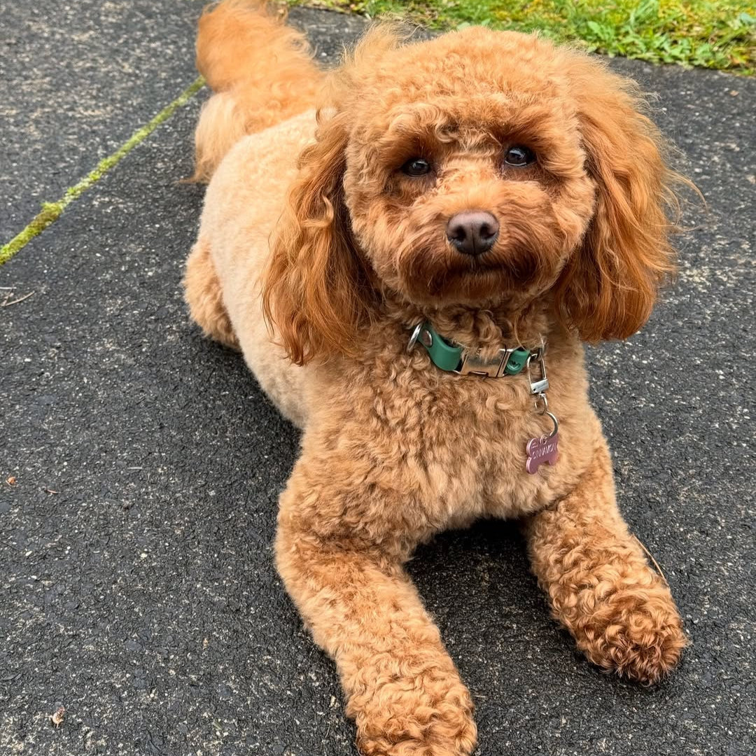Brown small dog in green waterproof collar
