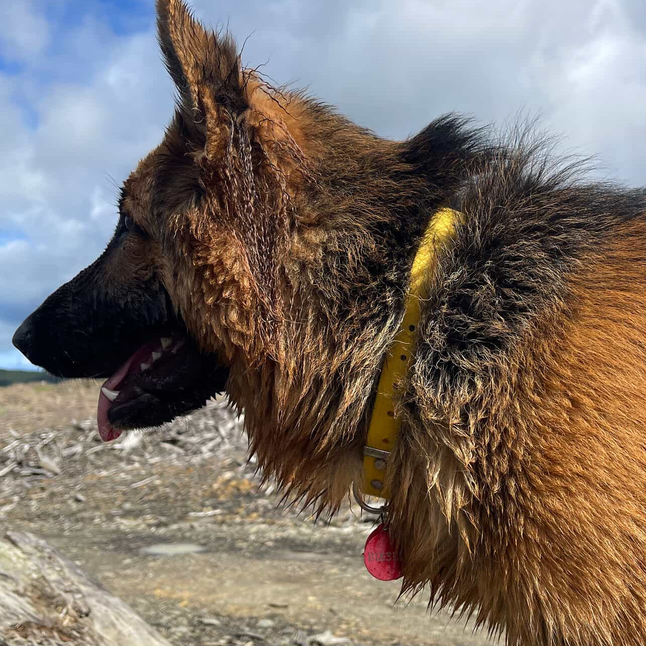 Large Yellow Dog Collar