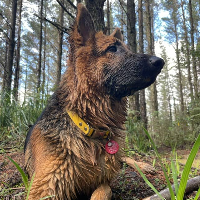 German Shepherd in Yellow Large Collar