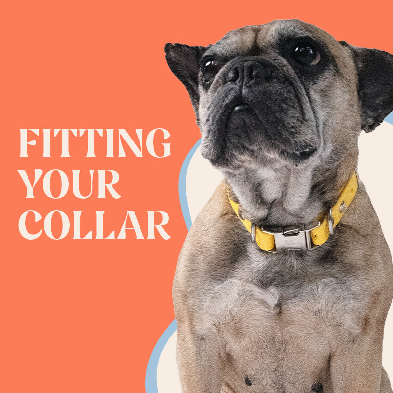Make sure your waterproof dog collar fits correctly