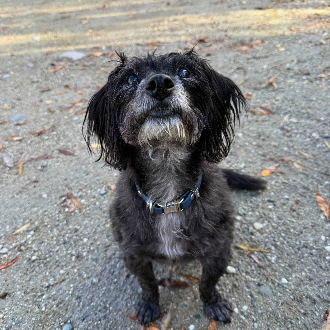 Small black and gray dog wearing blue collar standing on a concrete surface with leaves.