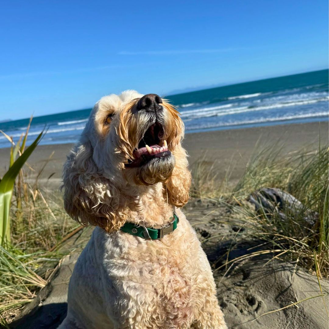 Dog on a beach with a green collar with ocean and clear sky in the background