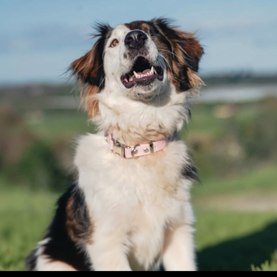 Dog with medium oh vienna waterproof collar