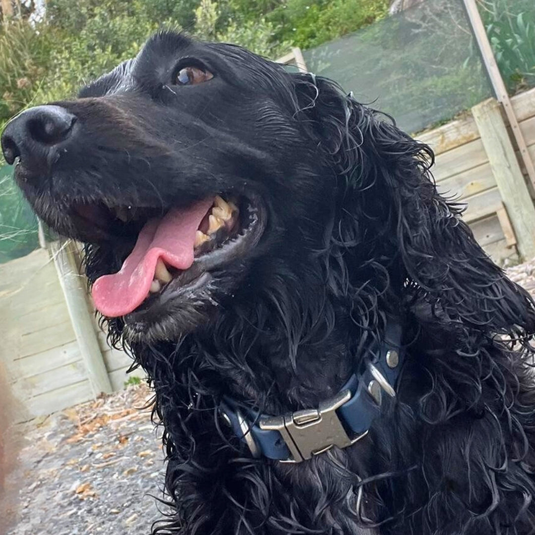 Black dog with a blue collar outdoors