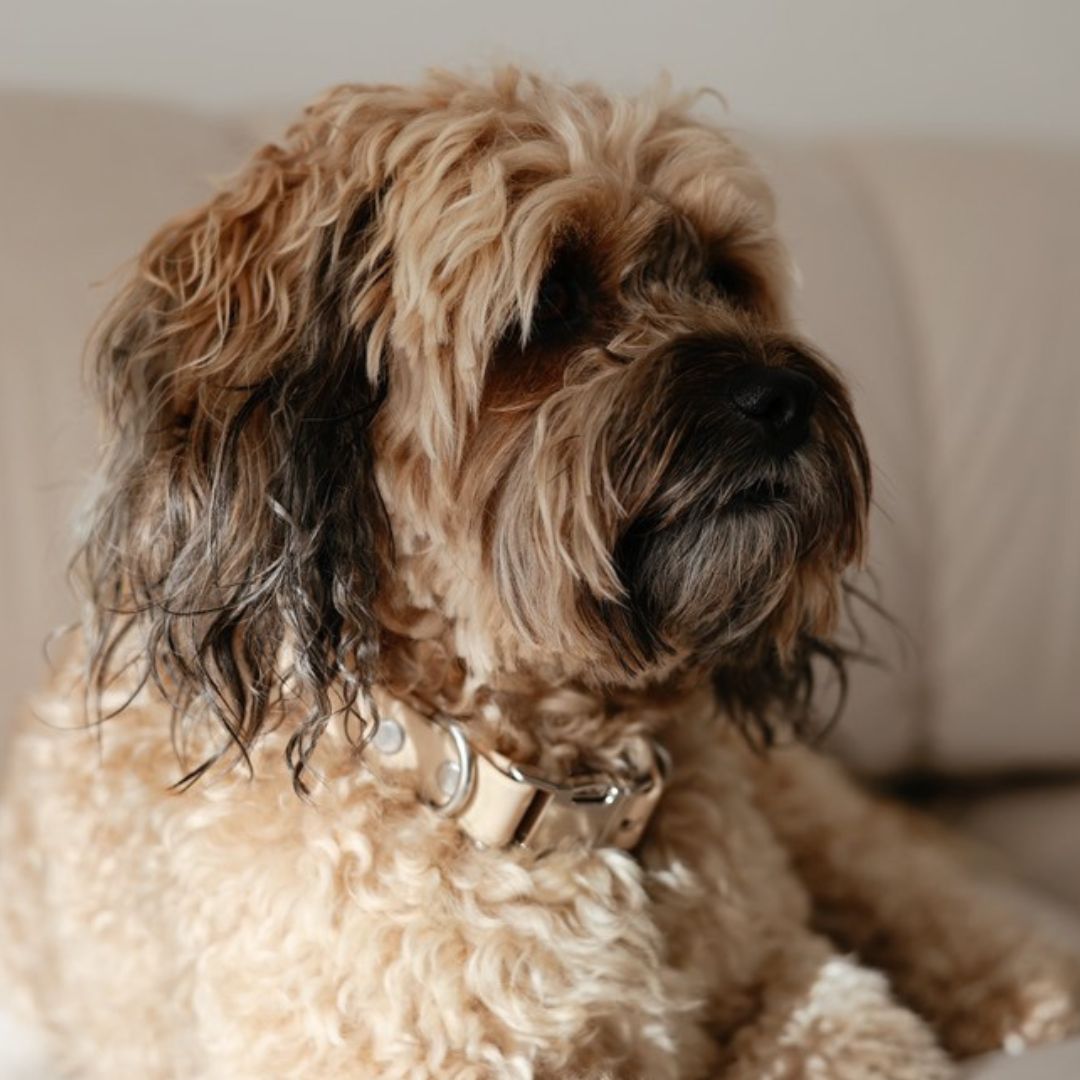 Close-up of a fluffy dog with a light tan collar sitting on a couch.