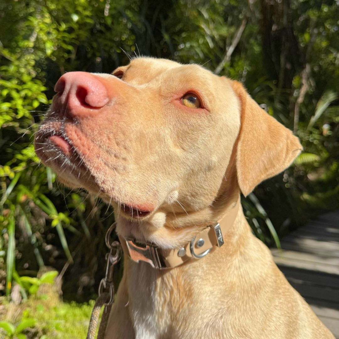 Dog with a light tan collar looking up against a green outdoor background