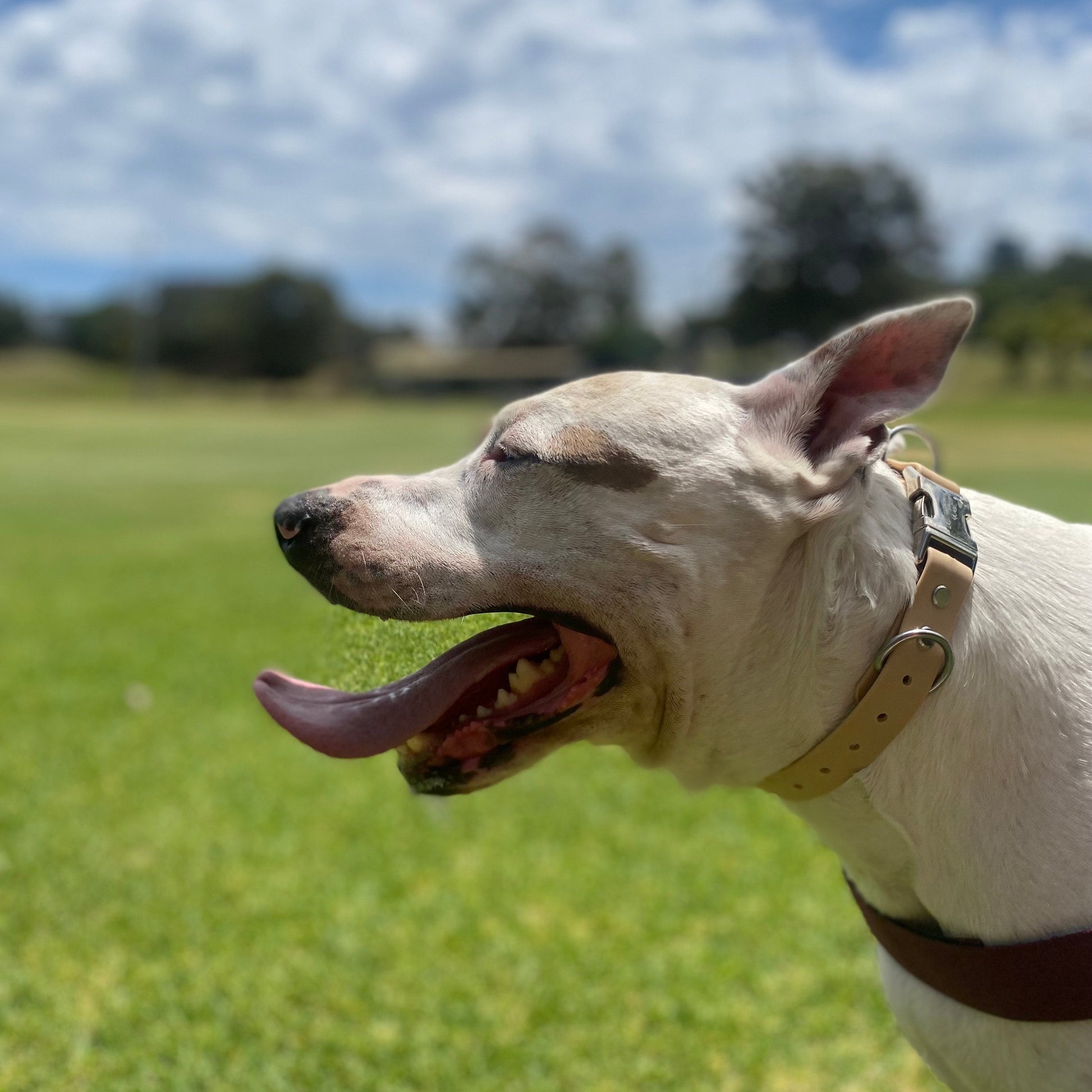 Large dog wearing Light Tan waterproof collar