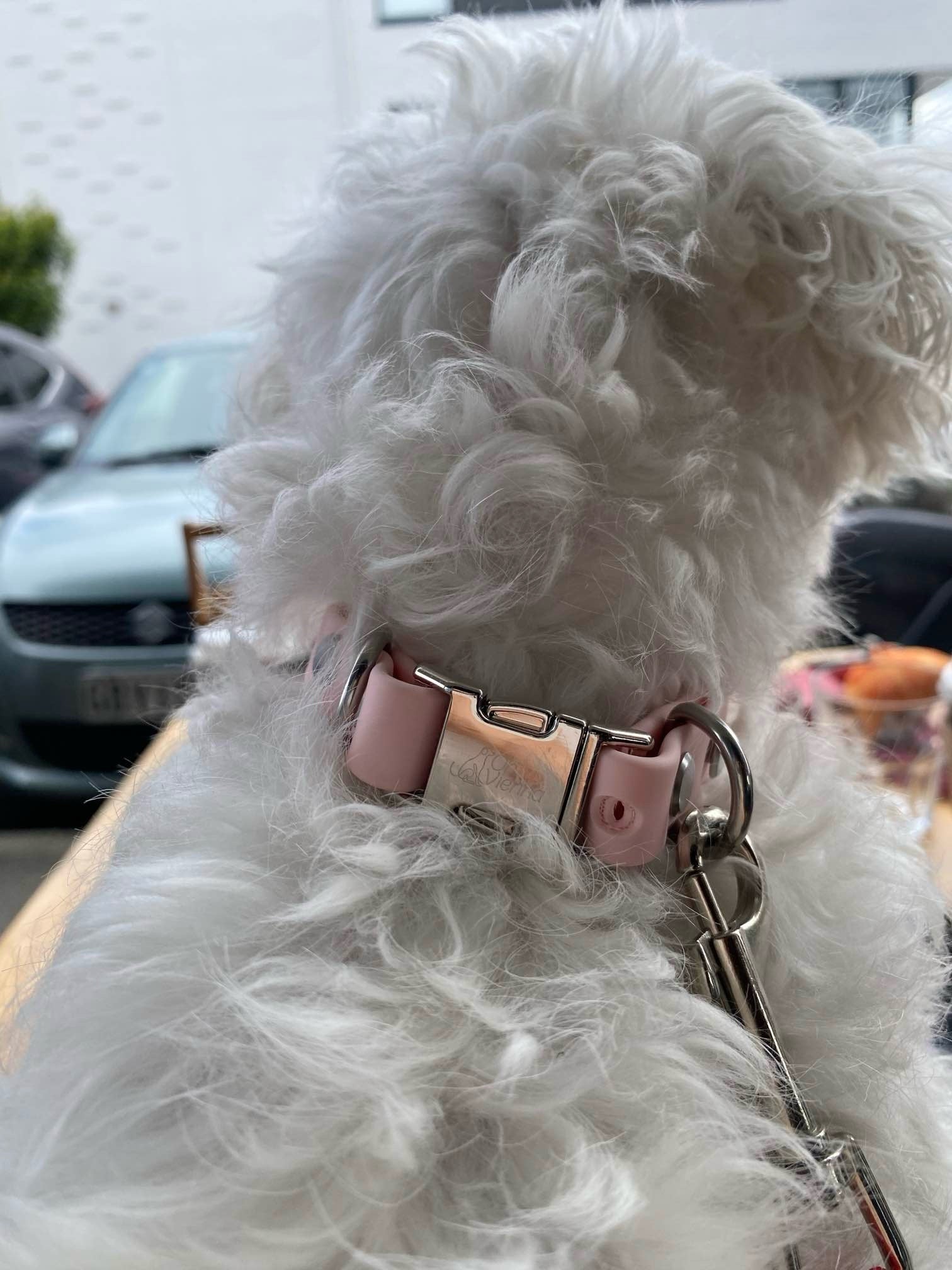 White fluffy dog wearing a pink collar 