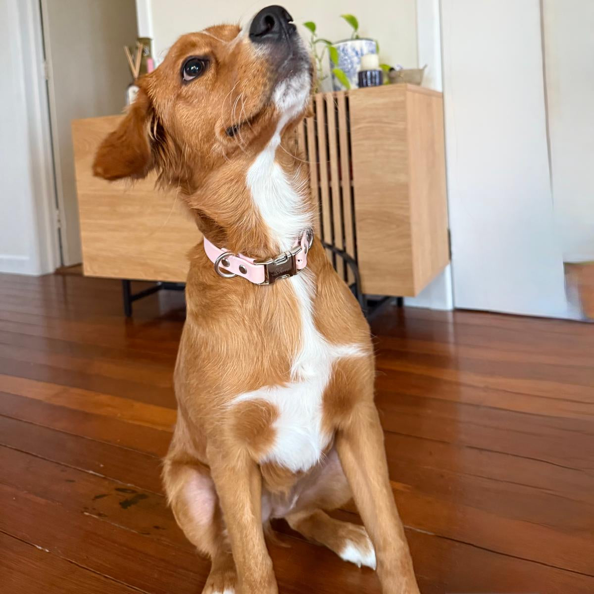 Medium sized dog in Pink Oh Vienna collar