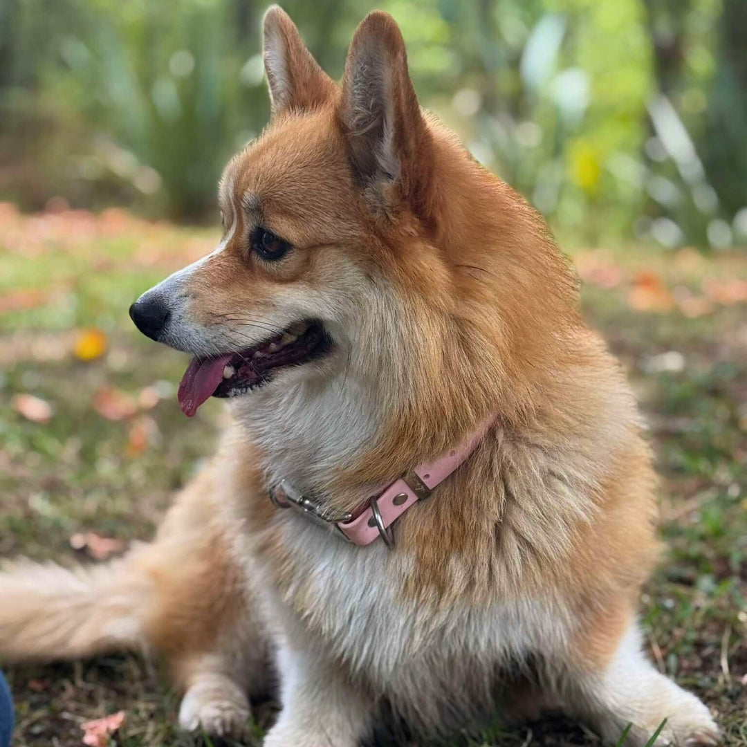 Corgi dog with a pink collar sitting on grass