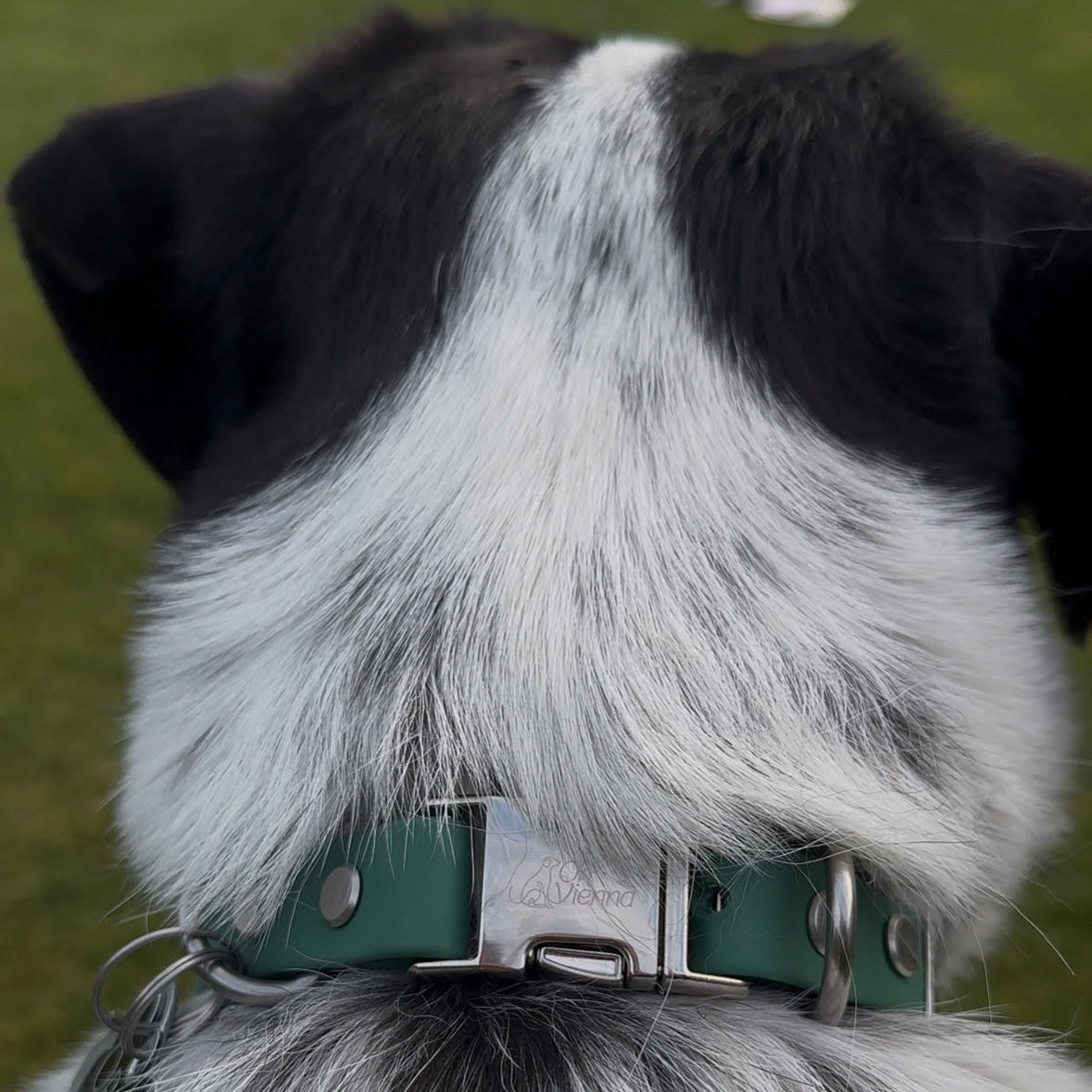 Dog wearing a green collar with a metal buckle on a grassy background