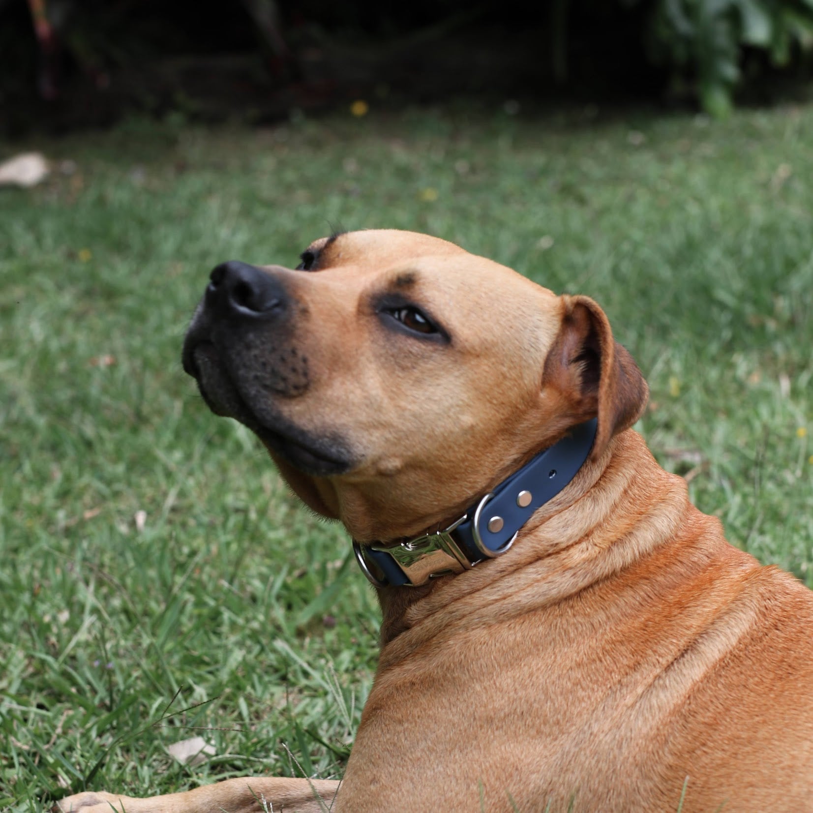 Brown dog with a blue collar sitting on grass