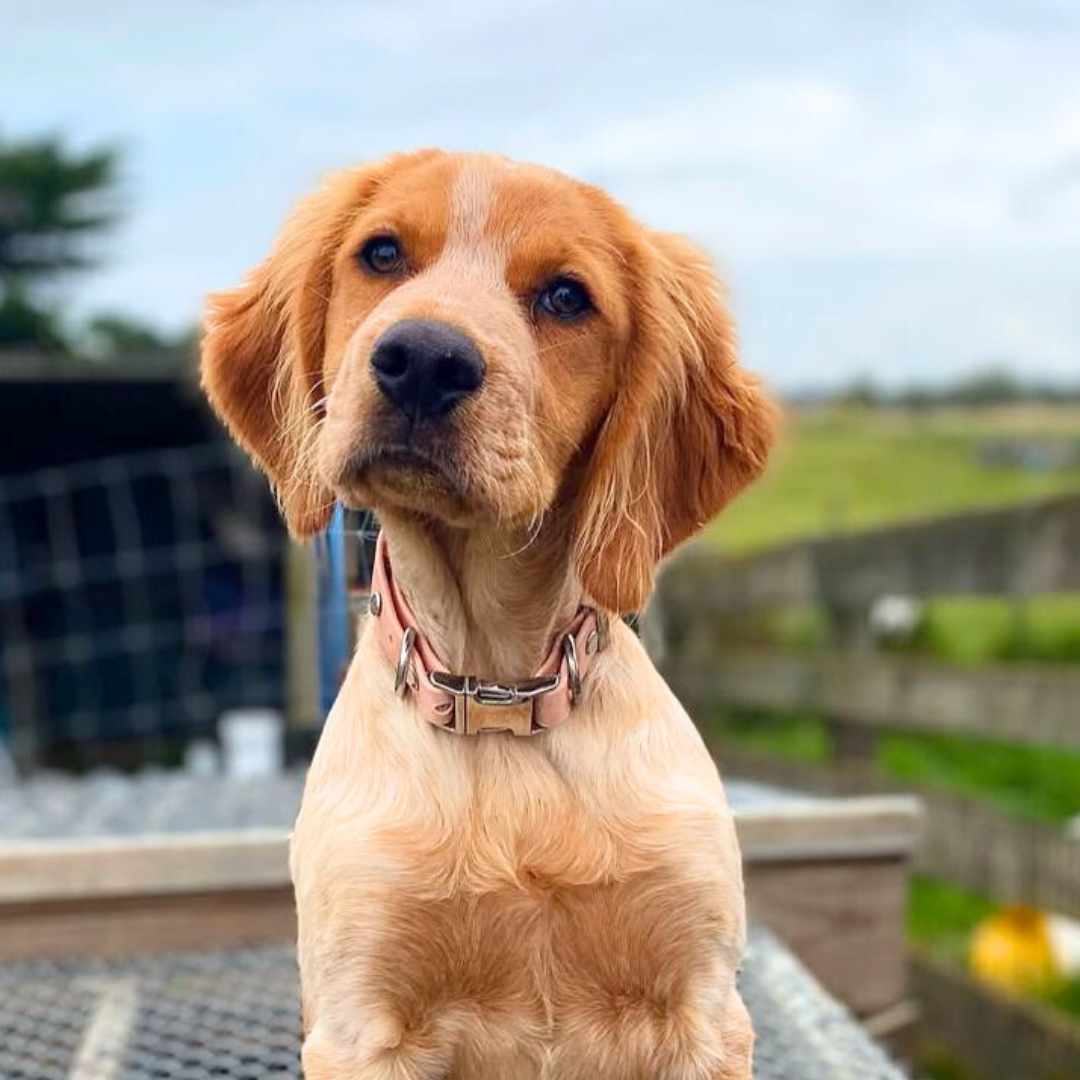 Dog wearing a pink collar sitting outdoors with a blurred background