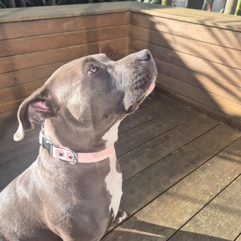 Pink collar on staffy dog 