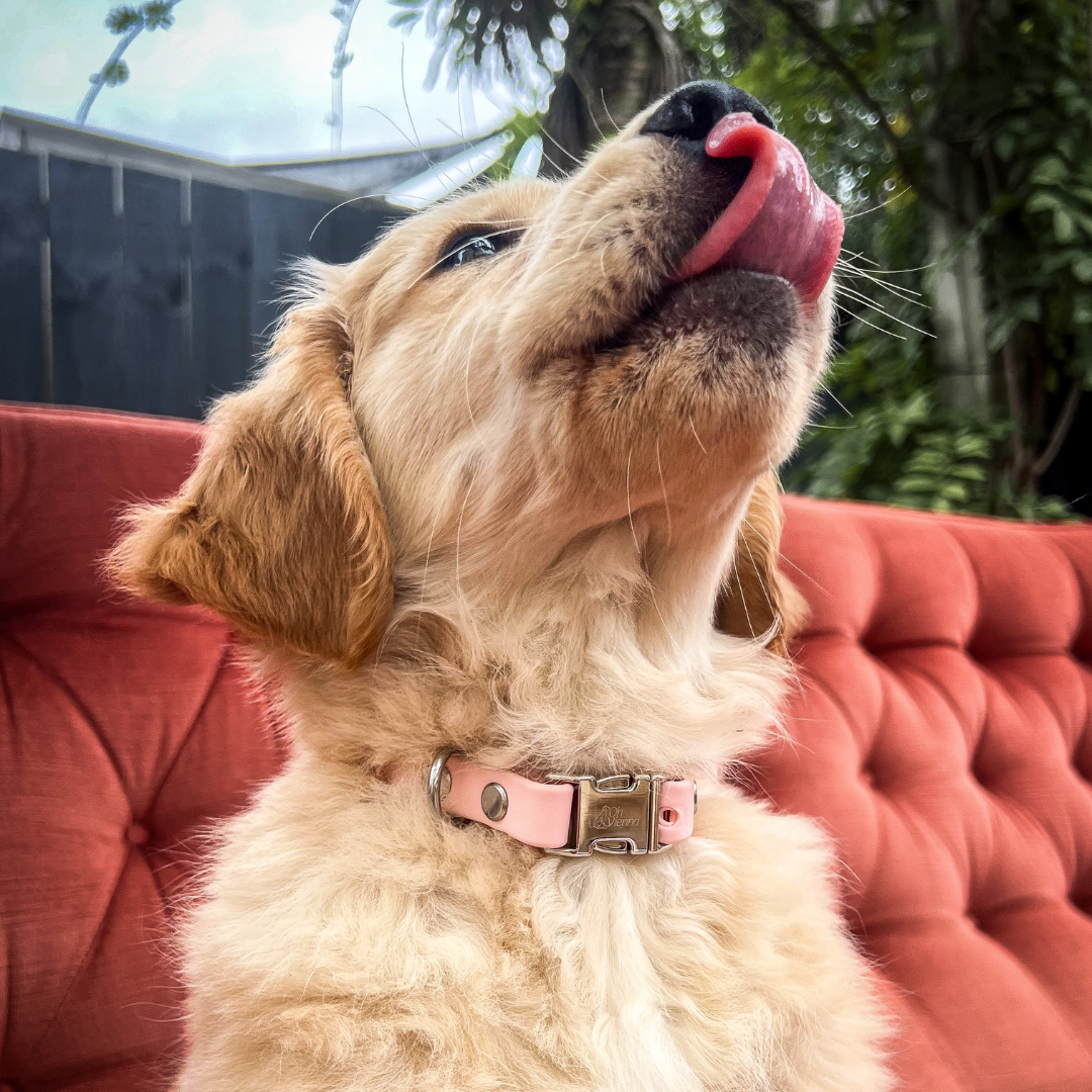 Puppy with a pink collar sitting on a red couch outdoors
