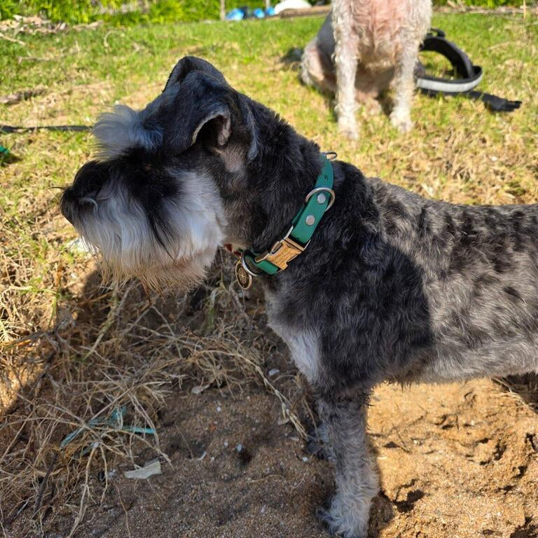 Green waterproof collar on medium dog 