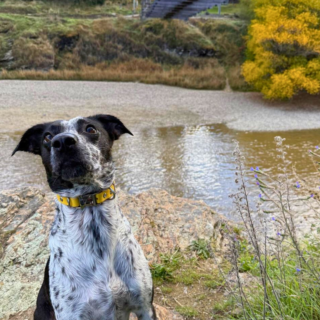Dog sitting by a lake with a yellow collar, surrounded by natural scenery.