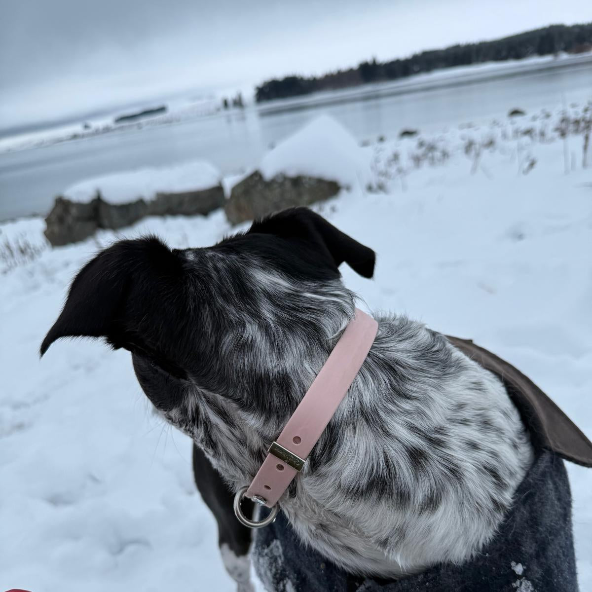 Dog in pink medium oh vienna collar in a winter coat standing on a snowy ground 