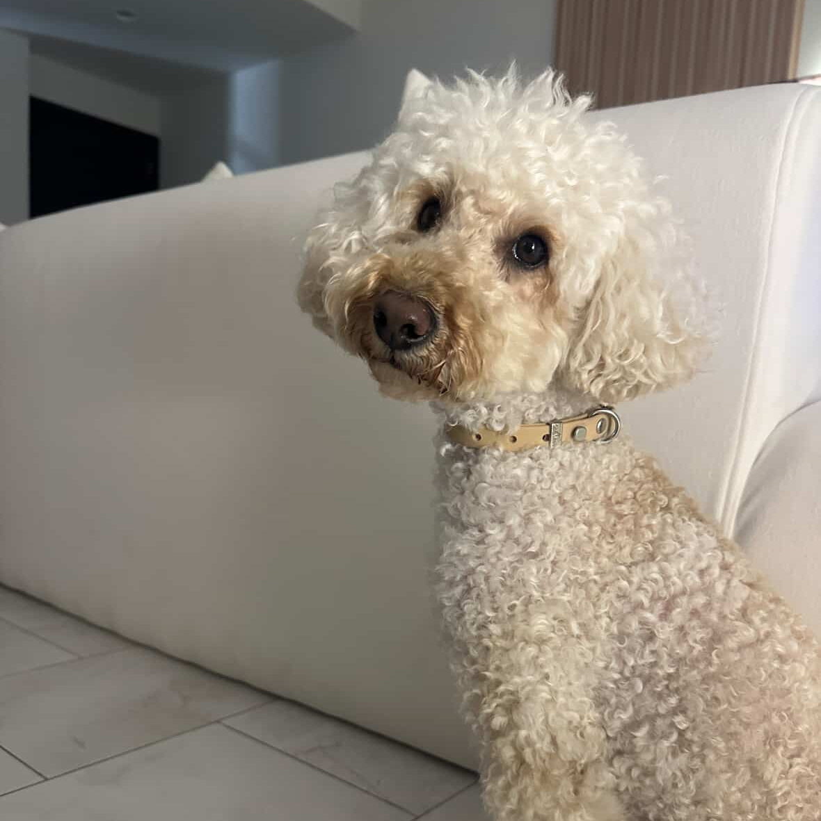 White dog with light tan collar