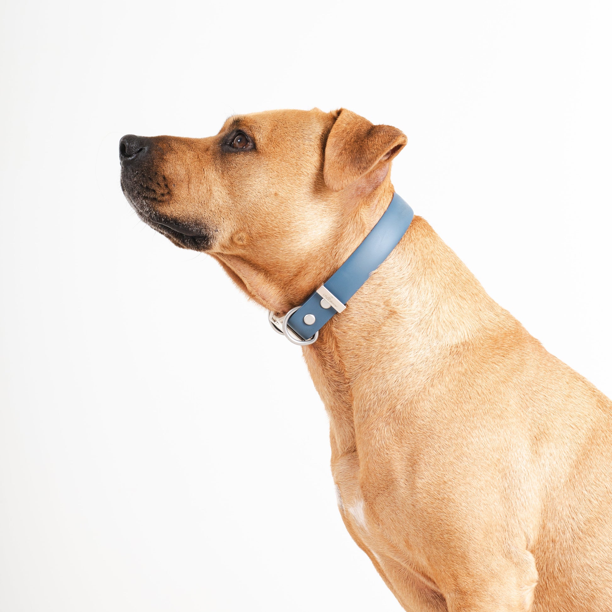 Dog wearing a blue collar on a white background