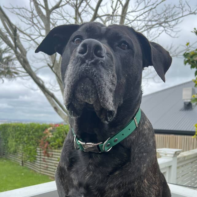 XL green collar on big dog