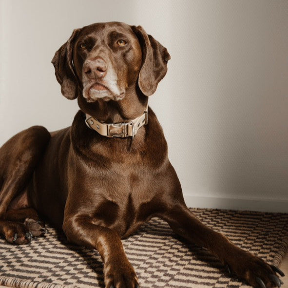 Brown Dog in tag waterproof collar
