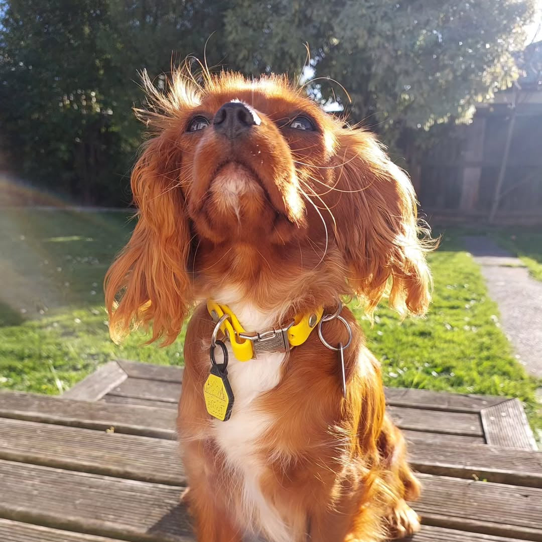 Small dog wearing yellow waterproof collar 
